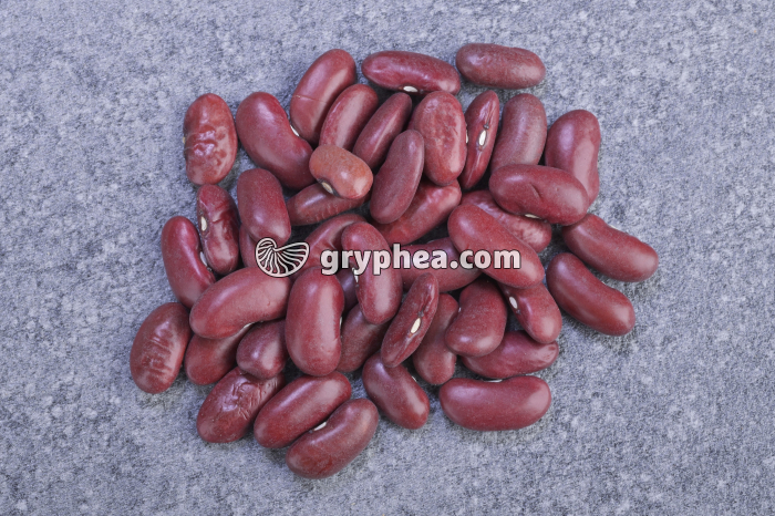 Haricots rouges riches en féculents - gryphea.org